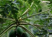 Keajaiban Daun Pepaya, Sumber Nutrisi dan Manfaat Kesehatan yang Menakjubkan