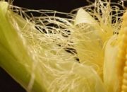 Rahasia Rambut Jagung, Solusi Ampuh Atasi Diabetes dan Penyakit Lainnya!