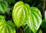 10 Manfaat Daun Sirih yang Wajib Anda Ketahui untuk Hidup Sehat