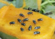 Cara Ampuh Mengusir Lalat Buah dan Mrutu Saat Musim Mangga Tiba