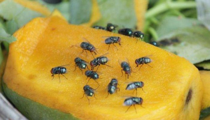 Cara Ampuh Mengusir Lalat Buah dan Mrutu Saat Musim Mangga Tiba