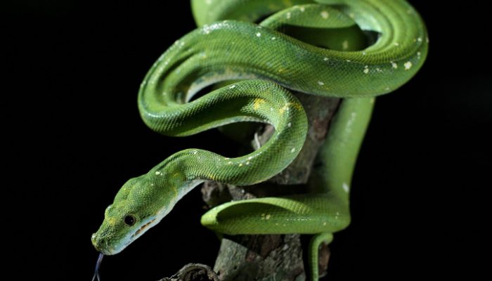 Daya Tarik Morelia Viridis, Si Ular Pohon Papua yang Dilindungi Pemerintah