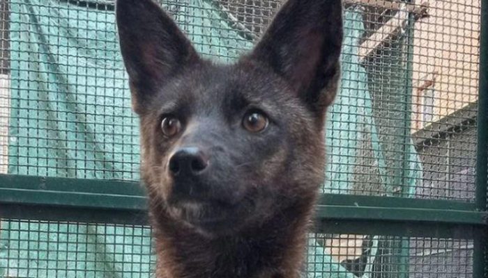 Dogxim, Hibrida Langka Anjing dan Rubah yang Menggemparkan Dunia Ilmiah