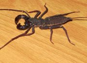 Sering Dikira Kalajengking, Ketonggeng Hanya Semprotkan Cairan Asam Seperti Cuka