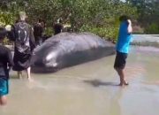 Tragis, Paus Sperma Mati Terdampar di Majene dan Dirusak Oknum Tak Dikenal