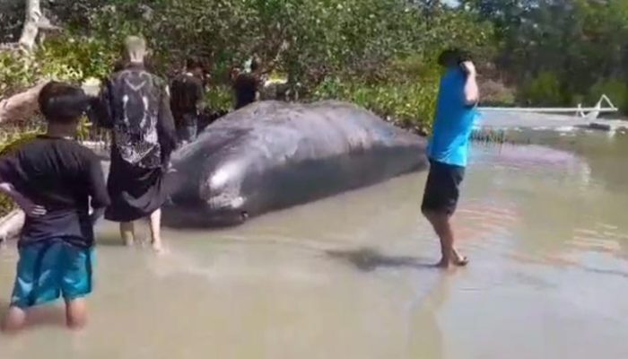 Tragis, Paus Sperma Mati Terdampar di Majene dan Dirusak Oknum Tak Dikenal